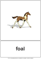 Bildkarte - foal.pdf